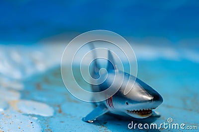 Great white shark plastic toy in an empty swimming pool Stock Photo