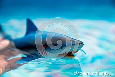 Great white shark plastic toy on the surface of a swimming pool Stock Photo