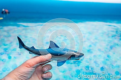 Great white shark plastic toy on the surface of a swimming pool Stock Photo