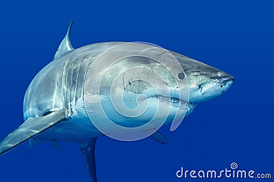 Great white shark Stock Photo