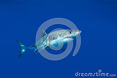 Great white shark Stock Photo