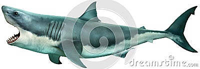 Great white shark side view 3D illustration Cartoon Illustration