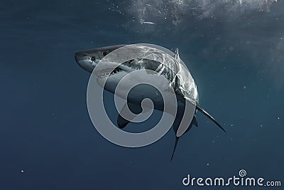 Great White Shark Underwater Stock Photo