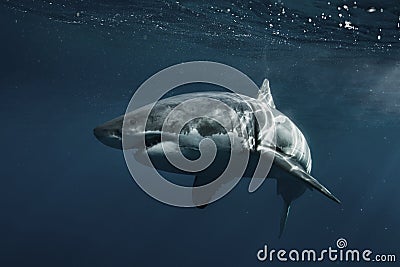 Great White Shark Underwater Stock Photo