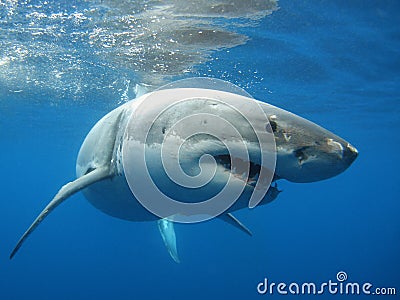 Great White Shark Stock Photo