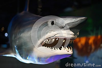 Great White Shark Stock Photo