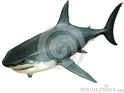 Great White Shark Upper Stock Photo