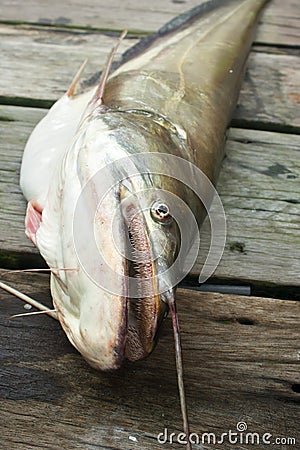 Great white sheatfish Stock Photo