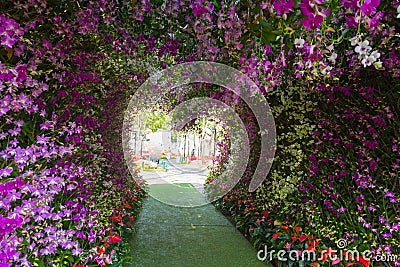 The great wisteria flower arch Stock Photo