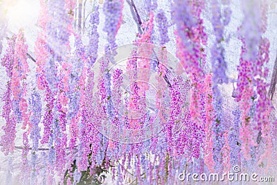 The great wisteria flower Stock Photo