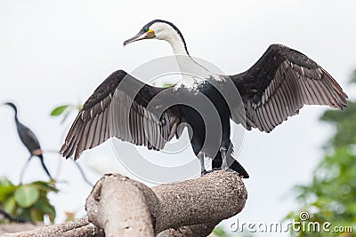 Great or White-breasted Cormorant, Wings Spread Stock Photo