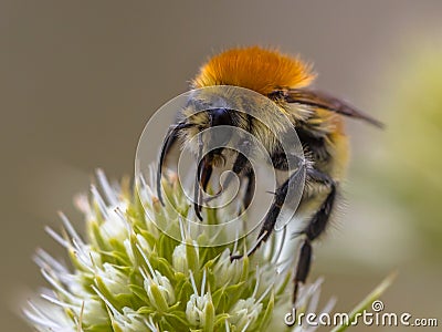 Great yellow bumblebee on flower Stock Photo