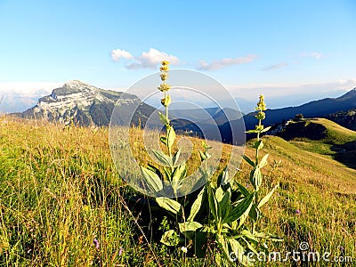 Yellow mountain flower, sunset in French Alps, Charmant Som Stock Photo
