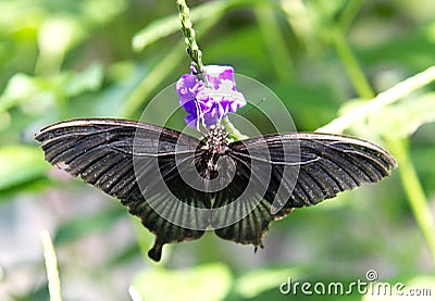 Great yellow Mormon butterfly Stock Photo