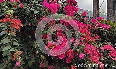 Greatbougainvillea or Paper flower is one of the traditional plants with potencial antifertility activity. Stock Photo