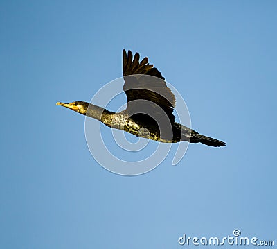 Greate cormorants photo from dubai Stock Photo