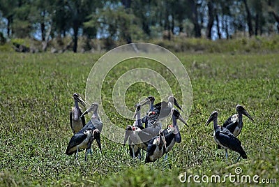 Greater adjuvant group, Leptoptilos crumeniferus, South Luangwa, Zambia Stock Photo