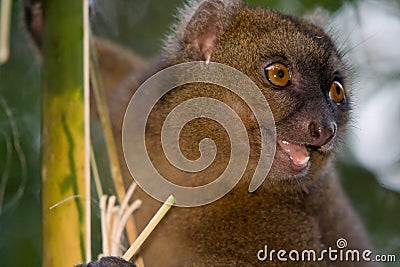 Greater Bamboo Lemur Stock Photo