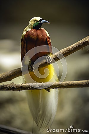Greater bird-of-paradise Paradisaea apoda Stock Photo