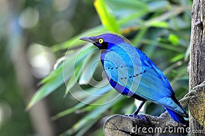 Greater Blue-eared Glossy-starling Stock Photo