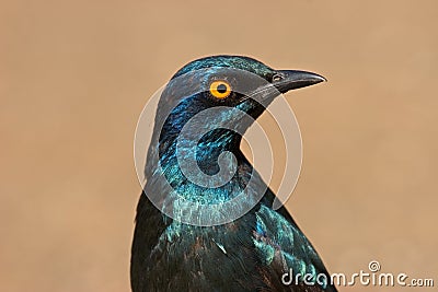 Greater blue-eared starling Stock Photo