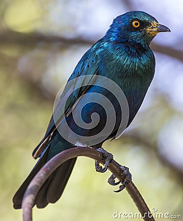 Greater Blue-eared Starling, Ethiopia Stock Photo