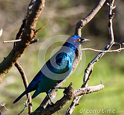 Greater Blue-eared Starling Stock Photo