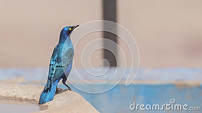 Greater blue-eared Starling Near Water Pool Stock Photo