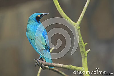 Greater blue-eared starling Stock Photo