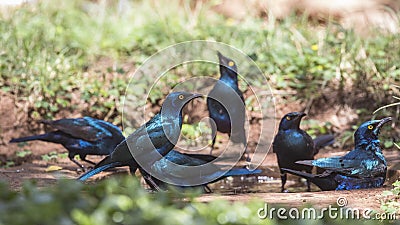 Greater blue-eared Starlings Drinking Water Stock Photo