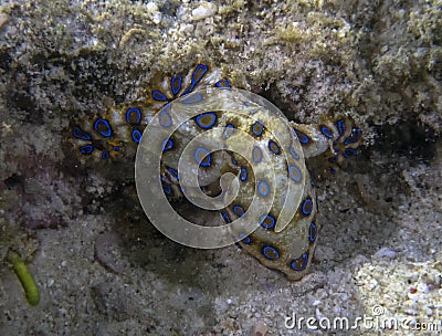 Greater Blue-ringed Octopus Hapalochlaena lunulata Stock Photo