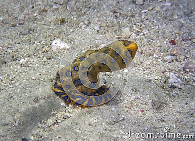 Greater Blue-ringed Octopus Hapalochlaena lunulata Stock Photo