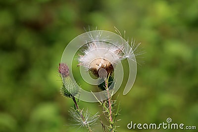 Greater burdock or Arctium lappa biennial multiple plants in various stages of life from closed flower buds to fully matured and Stock Photo