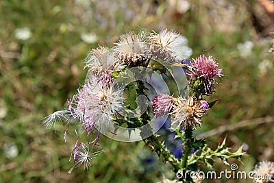 Greater burdock or Arctium lappa plants in various stages of life from closed flower buds to fully matured and open flower heads Stock Photo