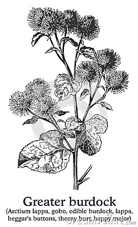 Greater burdock. Vector hand drawn plant. Vintage medicinal plant sketch. Vector Illustration