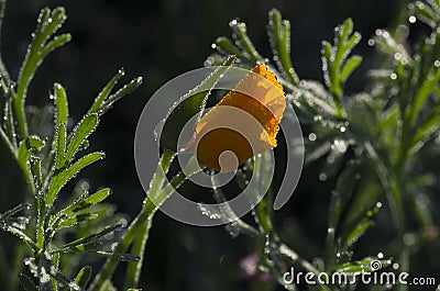 Greater celandine flower with morning dew Stock Photo