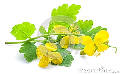 Greater celandine flower, swallowwort. Stock Photo