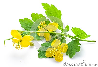 Greater celandine flower, swallowwort. Stock Photo