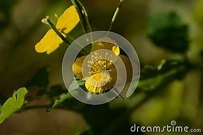 Greater celandine Swallow wort ( Chelidonium majus ) flowers. Papaveraceae annual poisonous plants. Stock Photo