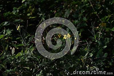 Greater celandine Swallow wort ( Chelidonium majus ) flowers. Papaveraceae annual poisonous plants. Stock Photo