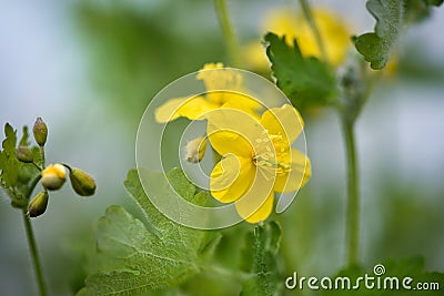 Greater Celandine, yellow wild flowers, close up. Chelidonium majus flowering, medicinal plant of the family Papaveraceae. Yellow- Stock Photo