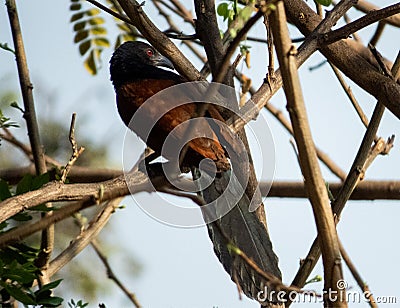 The Greater Coucal or the Crow Pheasant Bird. Stock Photo