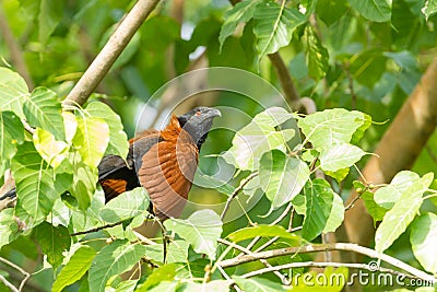 Greater coucal or Crow pheasant Stock Photo