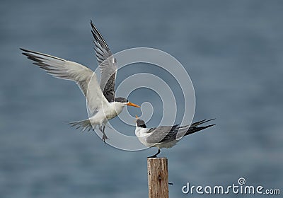 A Greater Crested Tern getting close to the wooden log at Busaiteen coast, Bahrain Stock Photo