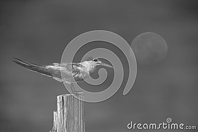 Greater Crested Tern and moon at Busaiteen coast, Bahrain. This is image gerenated by multiexposure technique in camera Stock Photo