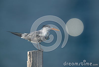 Greater Crested Tern perched on a wooden log with a round bokeh of light reflected from a building at the backdrop that resembles Stock Photo