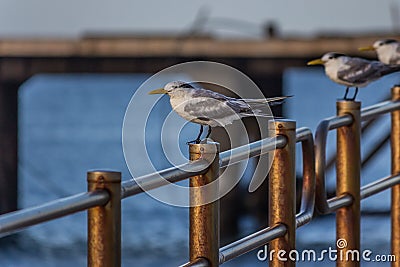 The greater crested tern Thalasseus bergii, also called crested or swift, is a tern in the family Laridae that nests in colonies Stock Photo