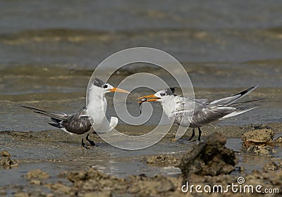 A Greater Crested Tern trying to offer fish, Bahrain Stock Photo