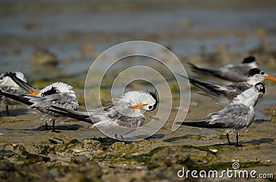 Greater Crested Terns preening at Busaiteen coast, Bahrain Stock Photo