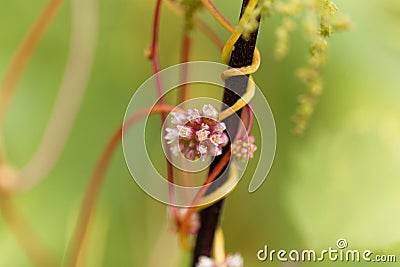 Greater dodder, Cuscuta europaea Stock Photo